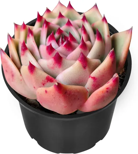 Vista 19 de Sprout N Green Echeveria 'Ball of Fat', planta suculenta viva rara totalmente enraizada en maceta de 2 pulgadas con tierra, oficina en casa