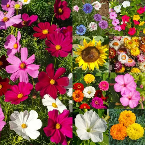 Vista 6 de Seed Needs Semillas de flores de jardín, flores grandes, mezcla de colibrí y mariposa, 1 onza sin relleno, 7 variedades de polinización abierta
