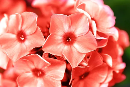 Vista 7 de 100 Phlox de Oveja Mezcla Pastel Phlox Drummondii Semillas de Flores Multicolor