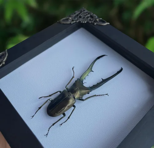 Vista 10 de 2 Real Dragonfly Specimens Shadow Box Framed Insect Display Oddities Curiosities Entomology Collection Natural History Wall Decor Gift for Nature