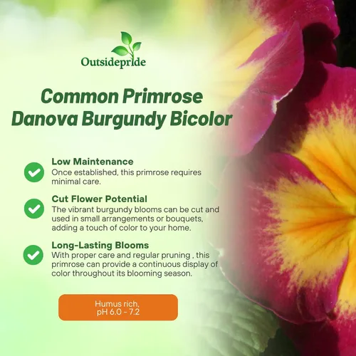 Vista 3 de Outsidepride 25 semillas anuales Primula común Primrose Burgundy Semillas de flores bicolor para plantar