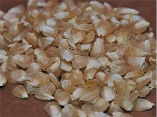 Vista 4 de Maíz, maíz blanco de hoja perenne de STOWELL's, reliquia, 20 semillas, delicioso maíz blanco dulce