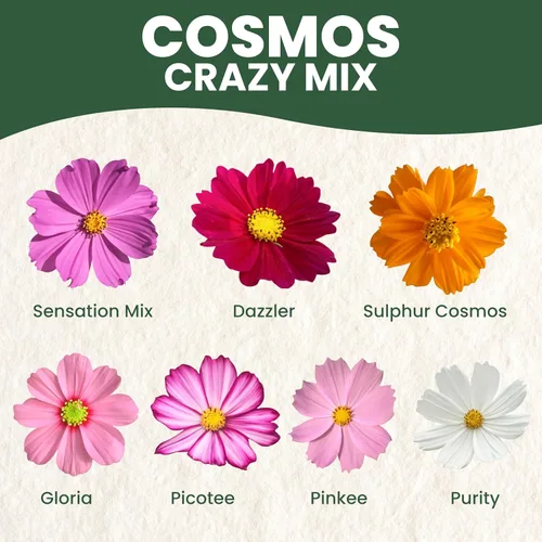 Vista 3 de Crazy Cosmos Mix - Sobre grande de 0.18 oz - 600 semillas de flores para plantar - Cosmos bipinnatus
