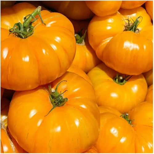 Vista 3 de Everwilde Farms - 50 semillas de tomate tradicionales de brandywine amarillo - Paquete de semillas Gold Vault