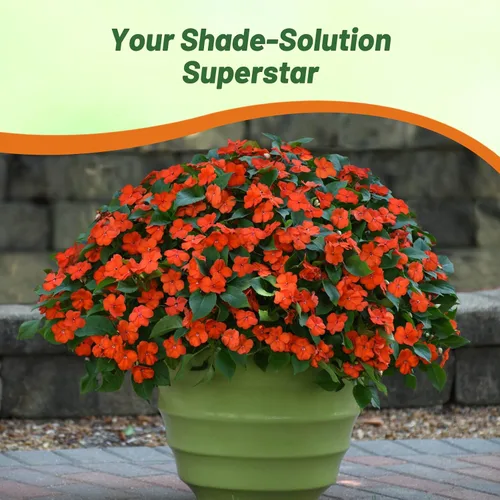 Vista 5 de Outsidepride 1000 Semillas Impatiens Baby Orange Shade Garden Flower Seeds para plantar