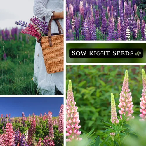 Vista 4 de Sow Right Seeds - Semillas de altramuz Russell a granel para plantar - Paquete jumbo de reliquia sin OMG - Flor perenne - Ideal para bordes