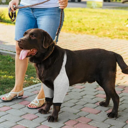 Vista 6 de Oudain 2 pares de protectores de codo de perro con banda elástica, suave acolchado ajustable para perritos pequeños, medianos y grandes, 2