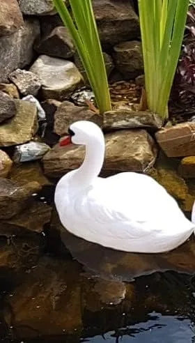 Vista 3 de Señuelo de cisne flotante blanco, pequeño señuelo de cisne mudo blanco flotante (plástico) estanque, patio, piscina y señuelo de jardín acuático