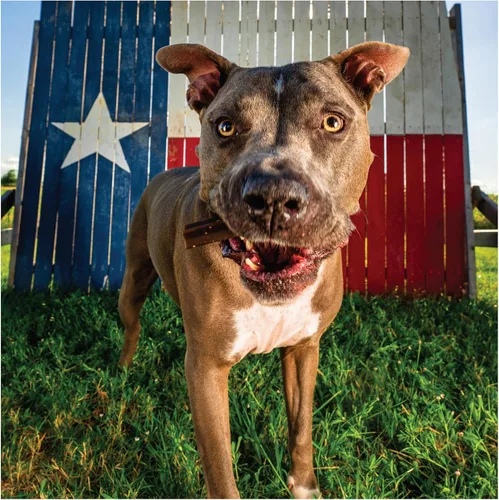Vista 6 de Get Naked Dental Sticks - Golosinas para perros con sabor a pollo sin granos, bolsa pequeña de 6.2 onzas