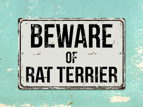 Vista 2 de 477VS Cartel de metal retro de aluminio con texto "Beware of Rat Terrier", 7.9 x 11.8 in