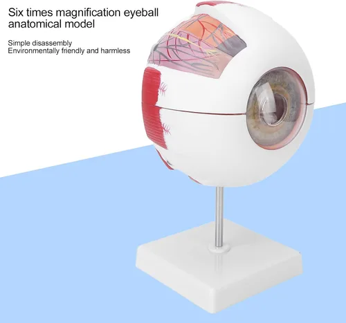 Vista 7 de Modelo de globo ocular humano 6 veces ampliado 7 piezas modelo de ojo para ciencia educación exhibición aprendizaje herramienta de enseñanza