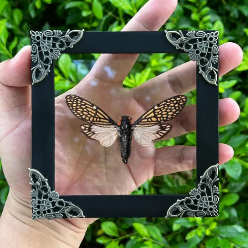 Vista 138 de 2 Real Dragonfly Specimens Shadow Box Framed Insect Display Oddities Curiosities Entomology Collection Natural History Wall Decor Gift for Nature