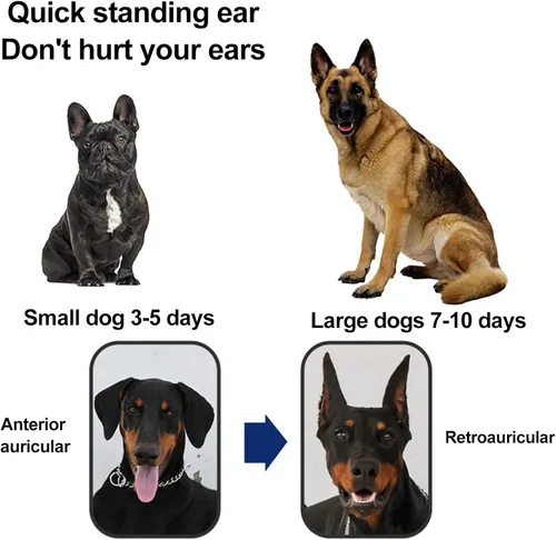 Vista 7 de 1 par de parches de soporte para orejas de perro, calcomanías de soporte para orejas de perro, herramienta de soporte para orejas de perro, soporte