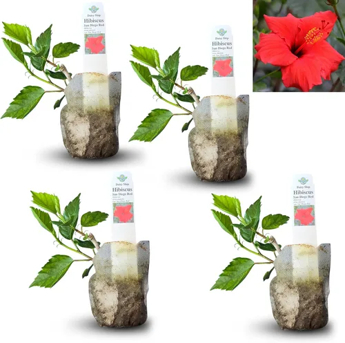 Vista 7 de Plantas de aloe coral (Aloe striata) - Suculenta viva con llamativos bordes rosados y hojas lisas y planas para jardinería en interiores