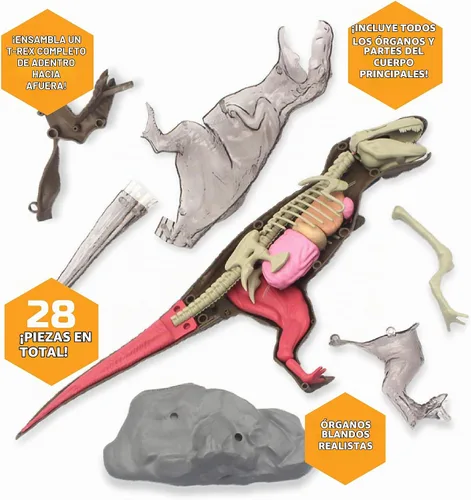 Vista 3 de Discovery Kit de anatomía T-Rex 4D, figura de rompecabezas de dinosaurio jurásico, modelo interactivo de arqueología y paleontología, aprende