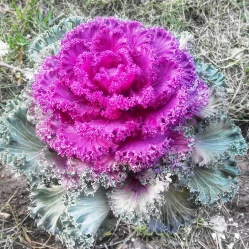 Vista 7 de Semillas Floración Kale Mezcla con Flecos - Vegetales de reliquia - Libre de OGM