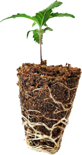 Vista 4 de Mosser Lee ML0003 SucSeed® Premium Seed Starter 244 pulgadas cúbicas (4L) Paquete de 1