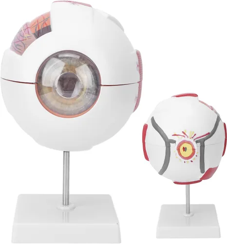 Vista 8 de Modelo de globo ocular humano 6 veces ampliado 7 piezas modelo de ojo para ciencia educación exhibición aprendizaje herramienta de enseñanza