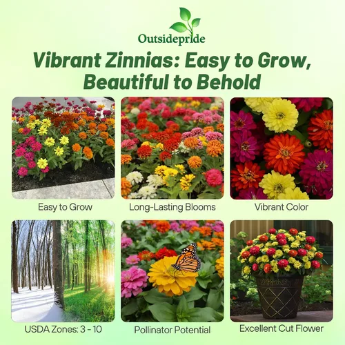 Vista 2 de Outsidepride - Zinnia, 50 semillas anuales, Marylandica Zahara Double Brilliant Flower Seed Mix, mezcla de semillas de flores para plantar