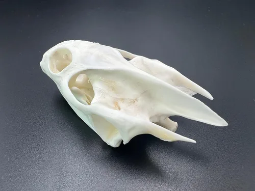 Vista 10 de Venta al por mayor 1/2/3/5/10 piezas Cráneos de Animales Reales de Taxidermia, Espécimen de Huesos Reales, Suministros de Arte Hueso Medicina