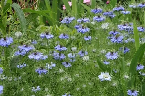 Vista 3 de Blue Love in a Mist, semillas de flores de Nigella Damascena, 25 unidades de la marca COOL BEANS N SPROUTS