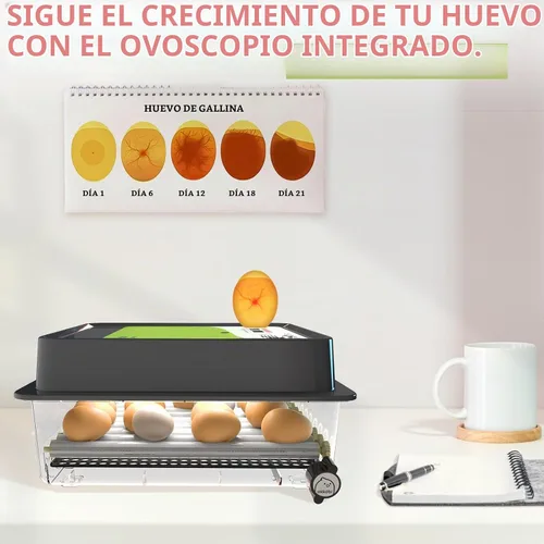 Vista 3 de Incubadora OBI-36 para incubar huevos, 36 huevos, fácil de usar, control estable de temperatura y humedad con aislamiento Eggloo, color verde