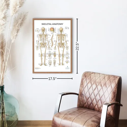 Vista 8 de Anatomy Lab Póster muscular, esquelético, yoga, estiramiento y pilates, anatomía y fisiología – Paquete de 5 LAMINADO 17.3 x 22.5 pulgadas, tabla