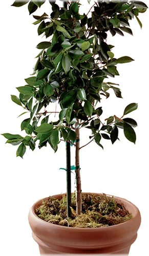 Vista 3 de Gardener's Blue Ribbon ST6BULK - Estacas resistentes a granel, 6 pies (paquete de 20)