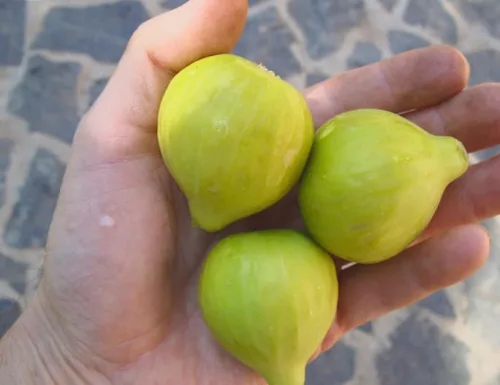 Vista 5 de Peter's Honey Fig Tree - Planta viva en maceta, fruta dulce, resistente al frío, fácil de cultivar