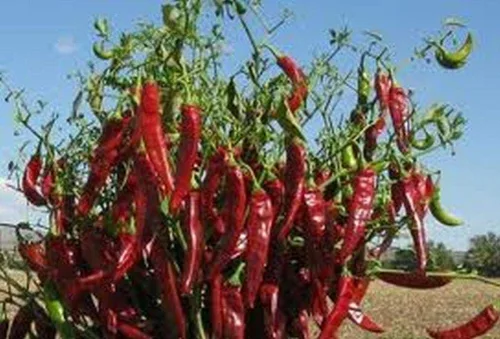 Vista 3 de Guajillo Chile Pepper-utilizado en salsas, salsas de chile, sopas y guisos. (10 - Semillas)