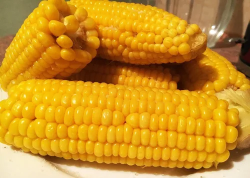 Vista 8 de Semillas Azúcar Maíz Dulce Vegetal de la reliquia para plantar No-GMO