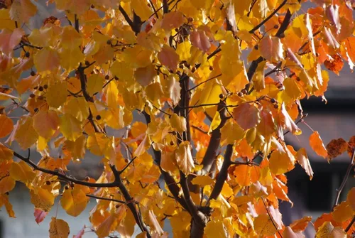 Vista 5 de Bradford Pear, Pyrus calleryana, (Callery Pear) 30 semillas de árbol (colores rápidos y otoñales)