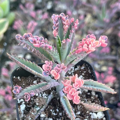 Vista 6 de 2 Plantas Vivas de Kalanchoe Mariposa Rosa, Planta Viva de Kalanchoe, en Maceta de 2 Pulgadas, Kalanchoe Rosa Suculenta Madre de Miles