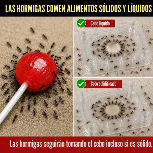 Vista 7 de Catchmaster Defiant - Trampas para hormigas reutilizables extra largas para interiores (paquete de 8), cebo no incluido - Estaciones de cebo