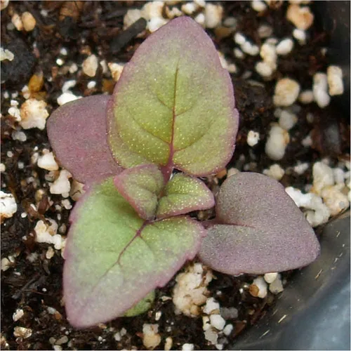 Vista 5 de Seed Needs Semillas de bálsamo de abeja manchada para plantar flores/hierbas de caballo 1 paquete