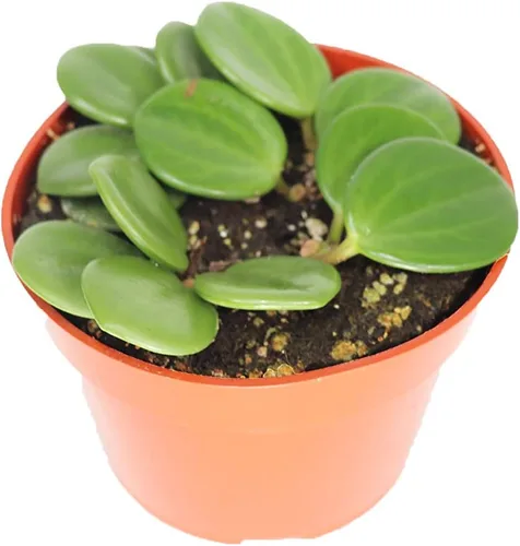 Vista 6 de Peperomia Beetle - 4'' de California Tropicals