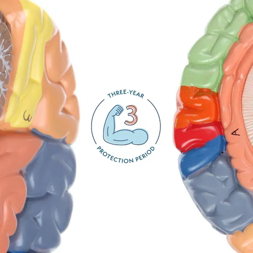 Vista 3 de Axis Scientific cerebro humano con regiones rotuladas, tamaño real. Incluye manual colorido del producto (idioma español no garantizado), base