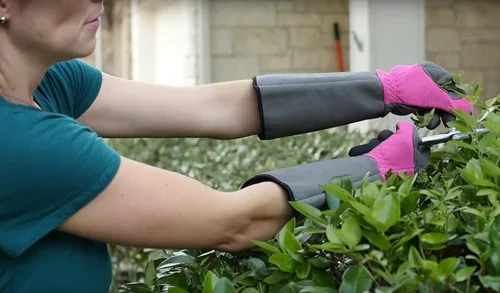 Vista 10 de G & F Products Florist Pro - Guantes de jardinería de rosa, palma de cuero sintético, protección contra espinas, manga larga