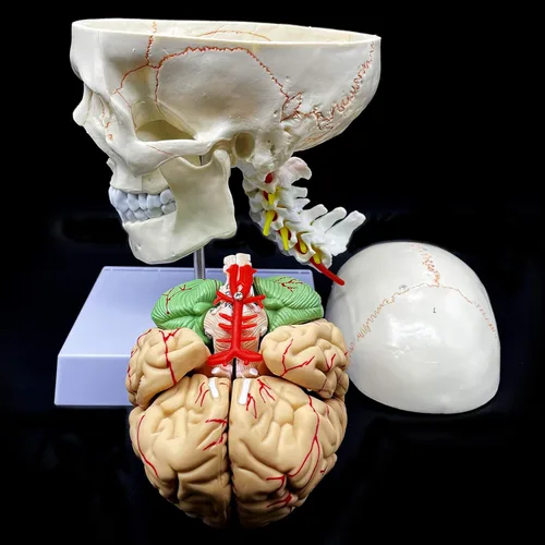 Vista 2 de Cráneo humano con cerebro y vértebra cervical Modelo anatómico Anatomía de tamaño real para estudio de aula de ciencias Modelo de enseñanza