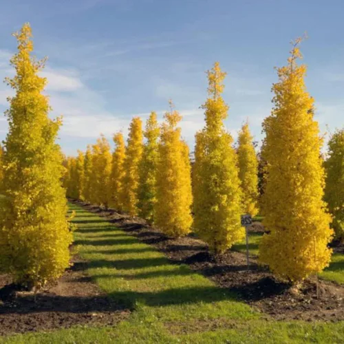 Vista 6 de UIOTER Árboles de ginkgo biloba vivos, plantas vivas, 6 a 12 plantas de semillero de árboles de ginkgo de altura, árboles de gingko vivos, plantas