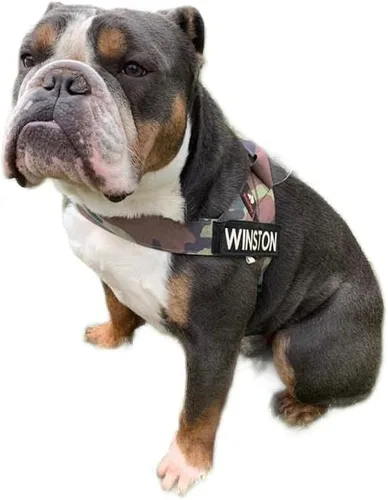 Vista 9 de BULLHUG Arnés Hecho para perros de pecho más grande como bulldogs ingleses, bulldogs franceses, pugs y más. Evita que los perros tiren y se