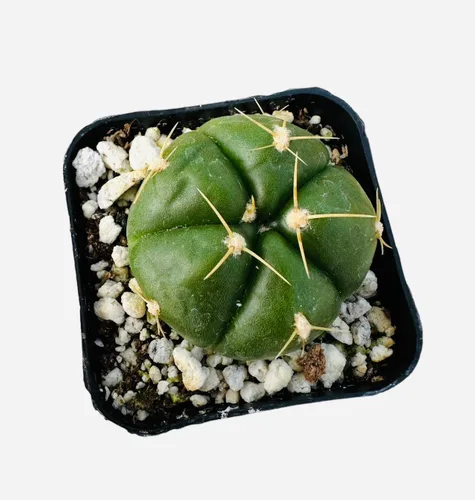 Vista 6 de Cactus vivo y plantas suculentas (maceta de 2 pulgadas Crassula Pubescens)