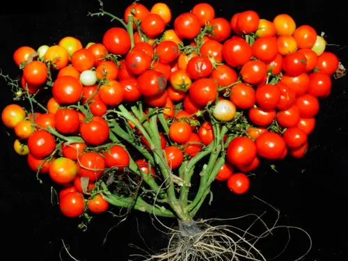 Vista 2 de Semillas Verduras de Tomate Rojo - 50 Semillas