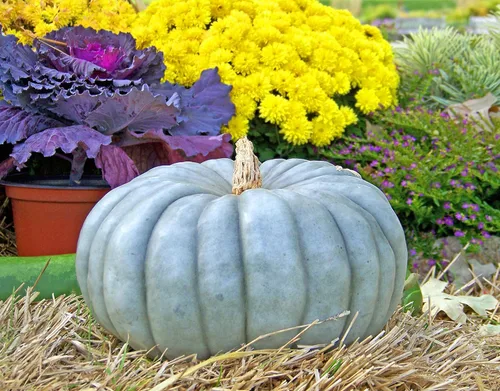 Vista 4 de Semillas Calabaza Queensland Blue Giant Halloween Rare Non-GMO Vegetal para plantar