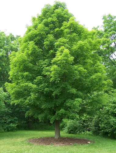 Vista 9 de Northern Sugar Maple Tree Semillas Premium Acer Saccharum 'Fall' Plants' (Premium Seeds, 10)