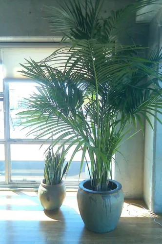 Vista 3 de Semillas de Palmera Canaria (Nombre científico: Phoenix canariensis) Perenne de interior para plantar