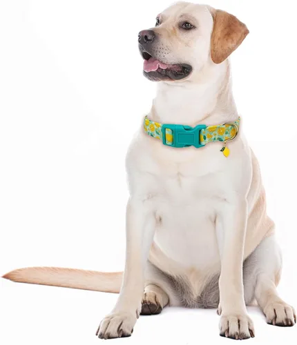 Vista 5 de Lindo collar para perro, ajustable y ligero para hembras, hembras, hembras, hembras, collar de verano suave y elegante con diseño especial de limón