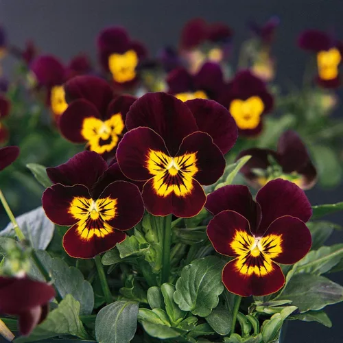 Vista 7 de Outsidepride Bambini Mix Viola - Semillas de pensamiento para plantar, 1000 piezas. Flores perennes, resistentes al frío y aptas para polinizadores