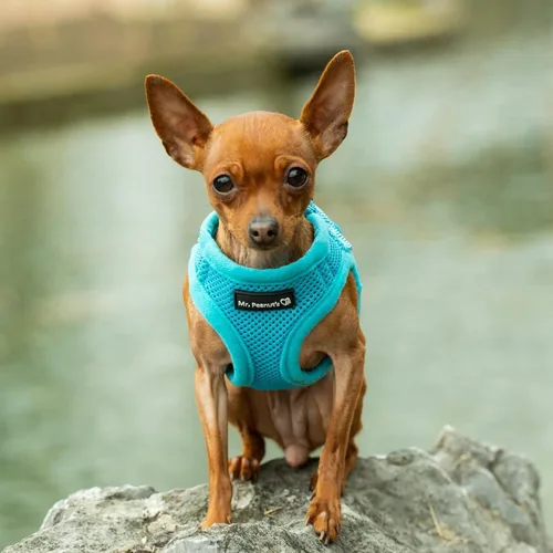 Vista 8 de Mr. Peanut's PupTrek - Arnés de malla suave para perros y gatos pequeños (talla XS, negro)