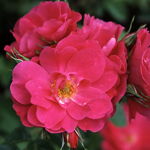 Vista 6 de Heirloom Roses Planta de rosas - John Cabot Rose Bush, planta viva resistente para plantar al aire libre
